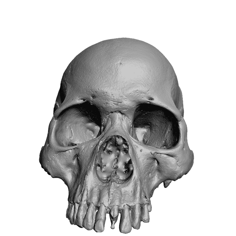 картинка Череп L5-026 3D-STL.COM