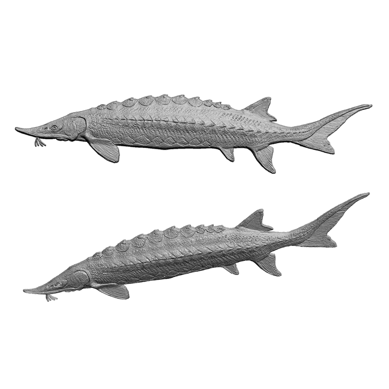 картинка Осётр F5-003 3D-STL.COM