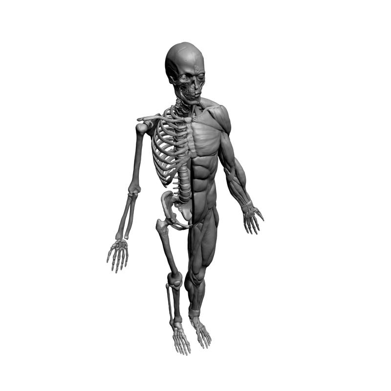 картинка Анатомический экспонат L5-107 3D-STL.COM