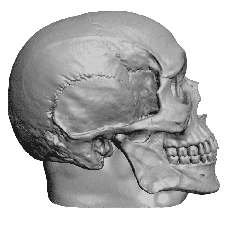 картинка Череп L5-038 3D-STL.COM