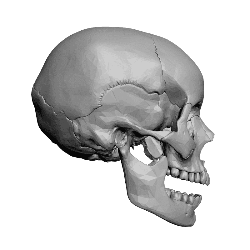 картинка Череп L5-020 3D-STL.COM