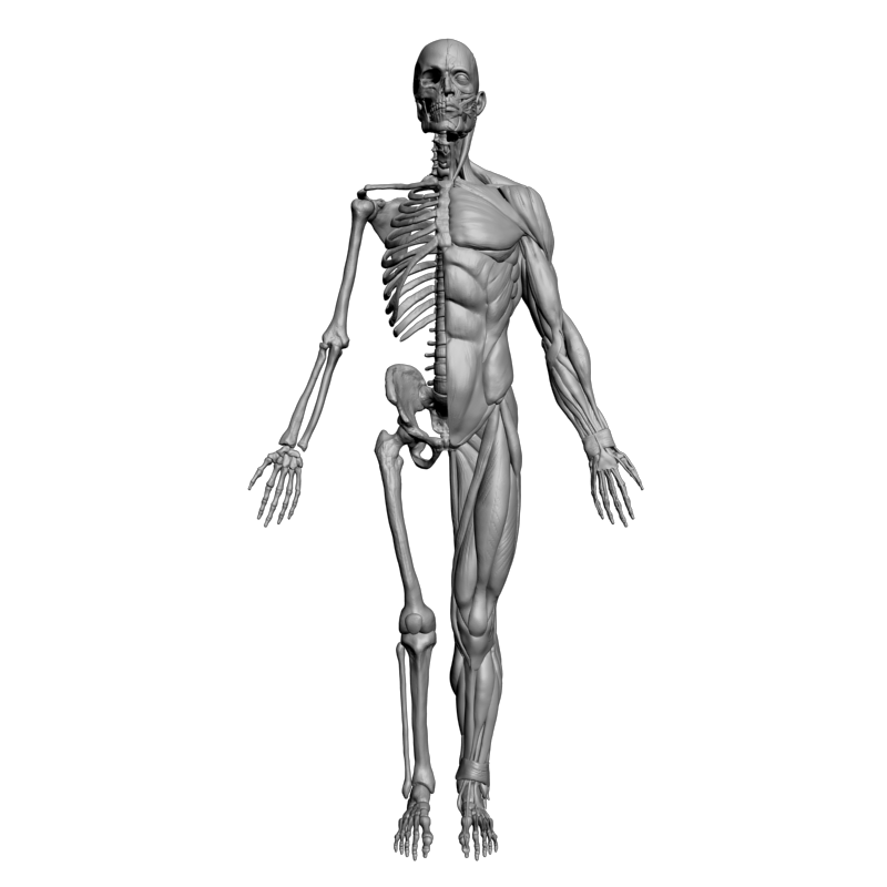 картинка Анатомический экспонат L5-107 3D-STL.COM