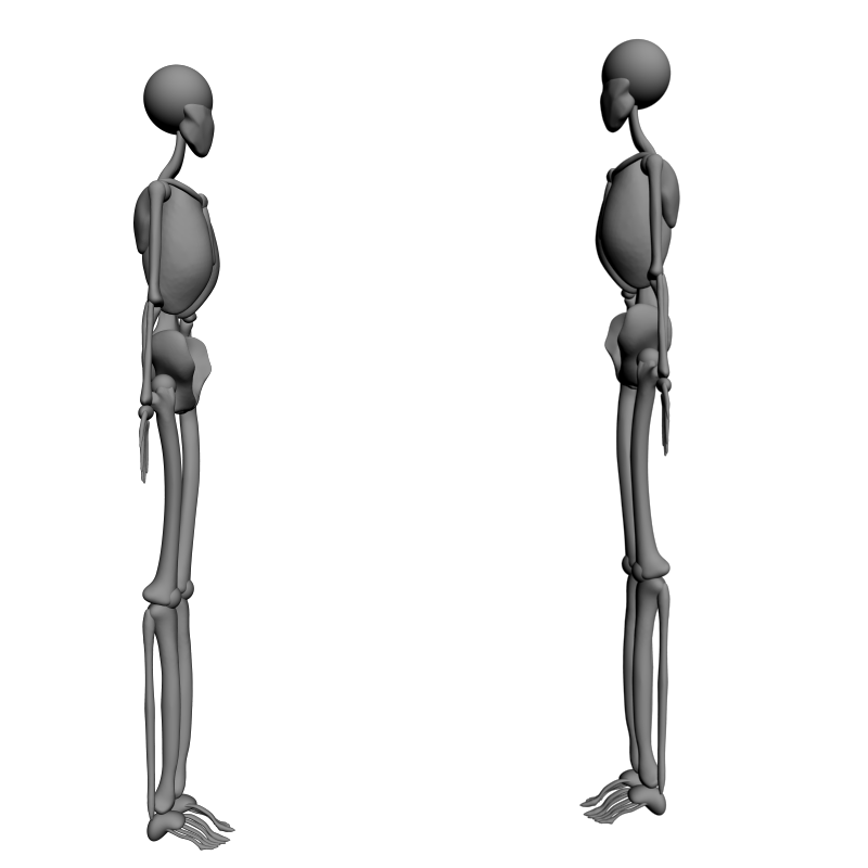 картинка Скелет человека L5-076 3D-STL.COM