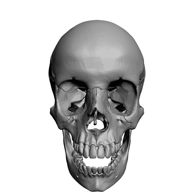 картинка Череп L5-020 3D-STL.COM