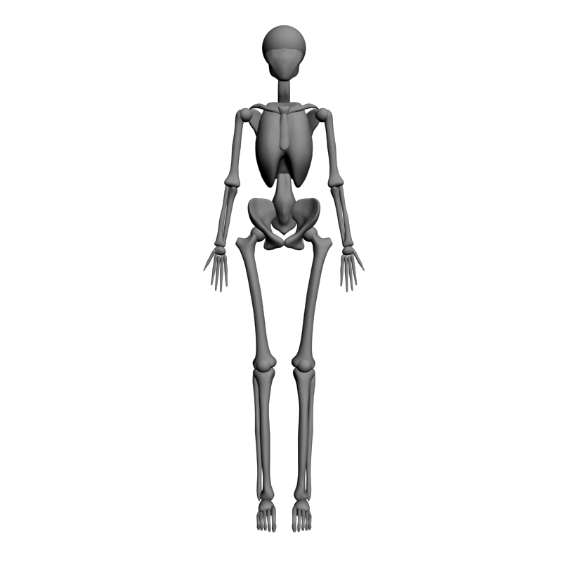 картинка Скелет человека L5-076 3D-STL.COM