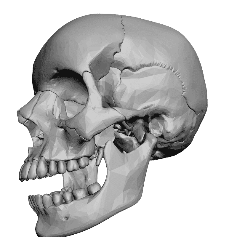 Человек череп 3. Череп для 3д принтера STP. СТЛ модель череп. Череп для моделирования. Череп 3д.