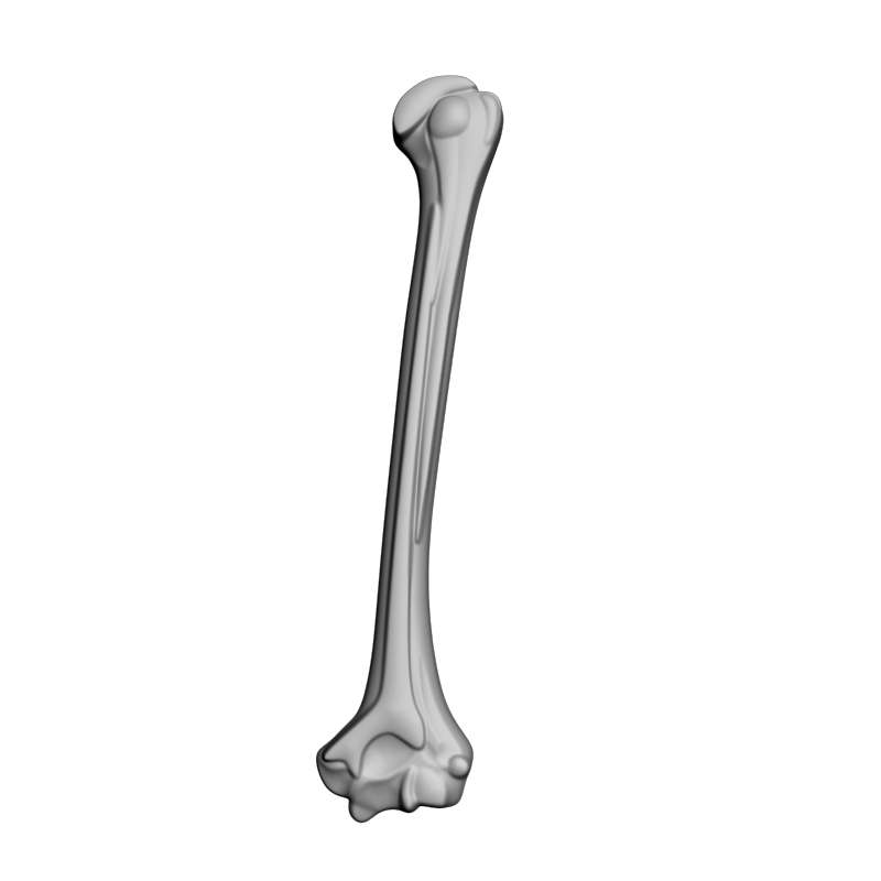 картинка Кость L5-098 3D-STL.COM