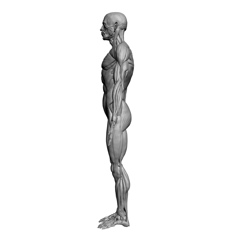 картинка Анатомический экспонат L5-107 3D-STL.COM