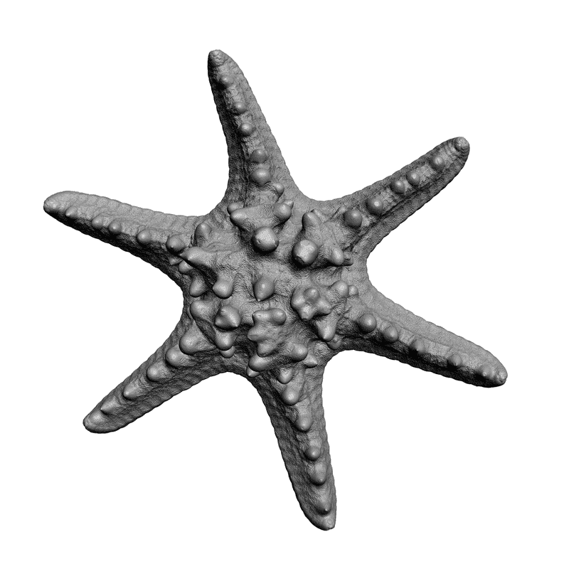 картинка Морская звезда F5-006 3D-STL.COM