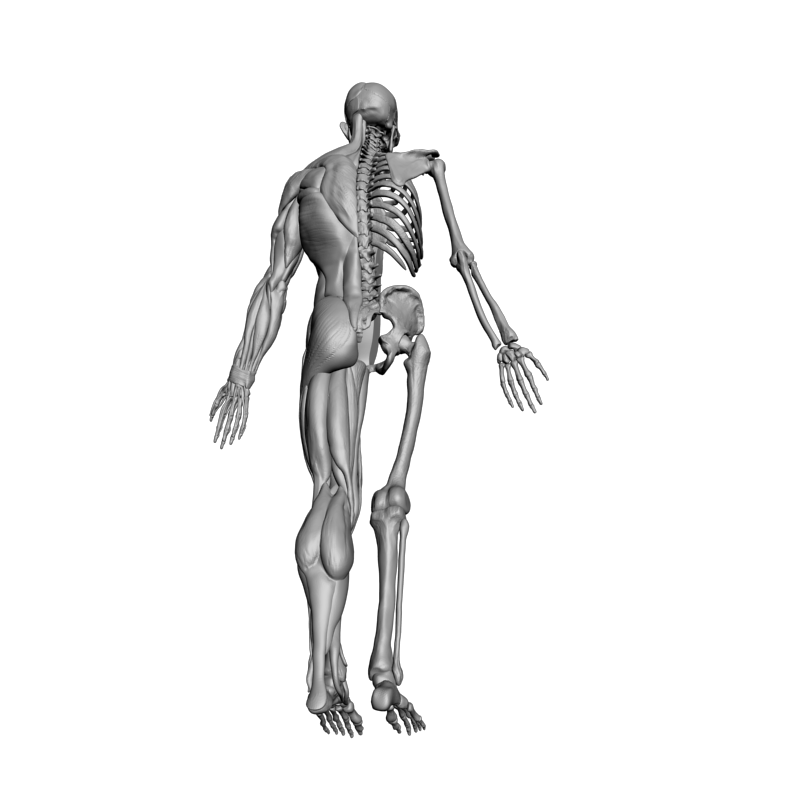 картинка Анатомический экспонат L5-107 3D-STL.COM