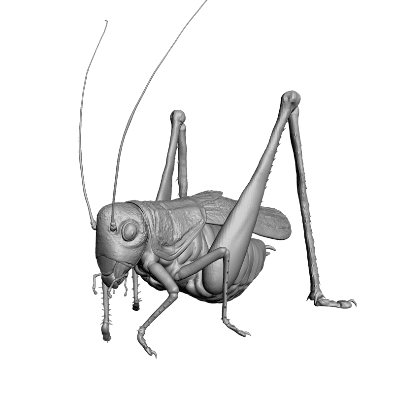 картинка Кузнечик F1-099 3D-STL.COM