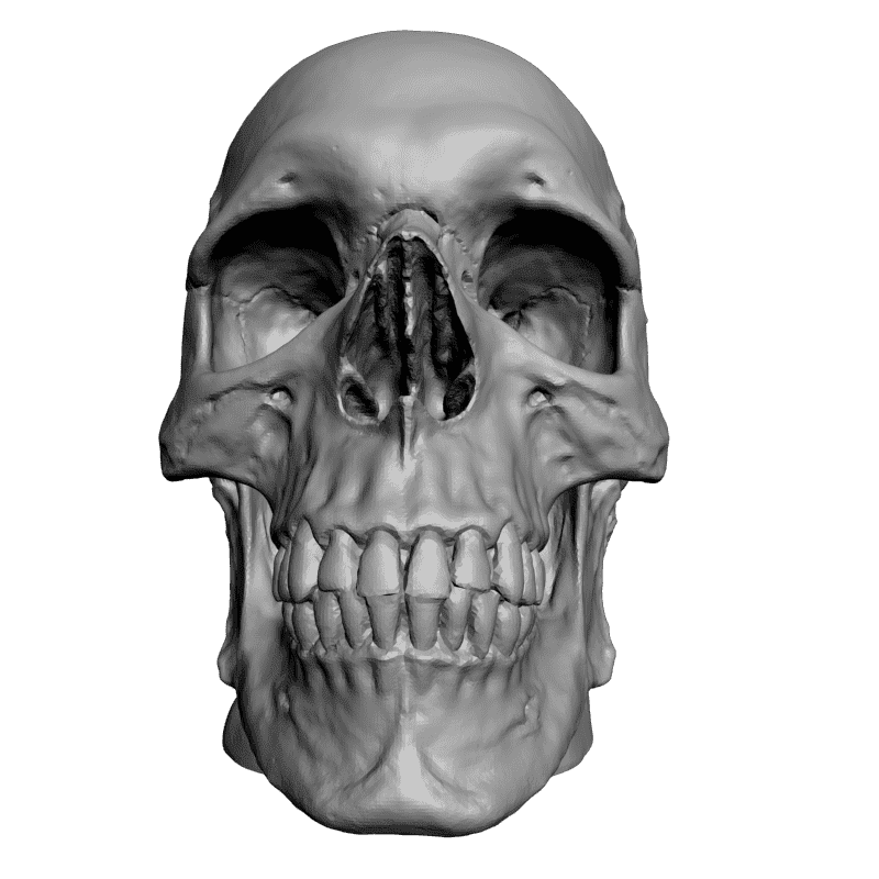 картинка Череп L5-038 3D-STL.COM