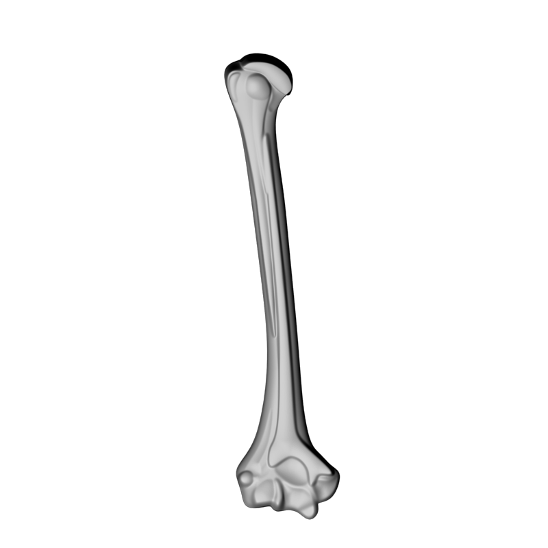 картинка Кость L5-098 3D-STL.COM