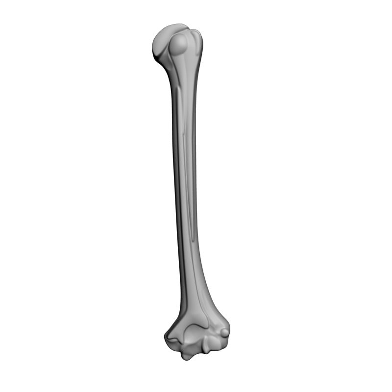 картинка Кость L5-098 3D-STL.COM