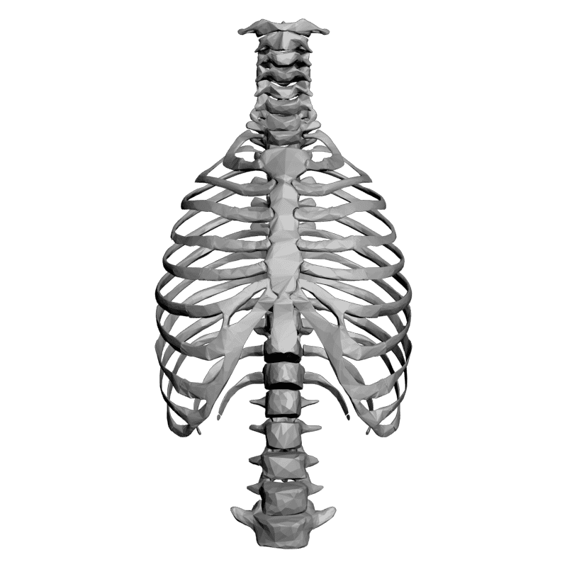 картинка Позвоночник L5-054 3D-STL.COM
