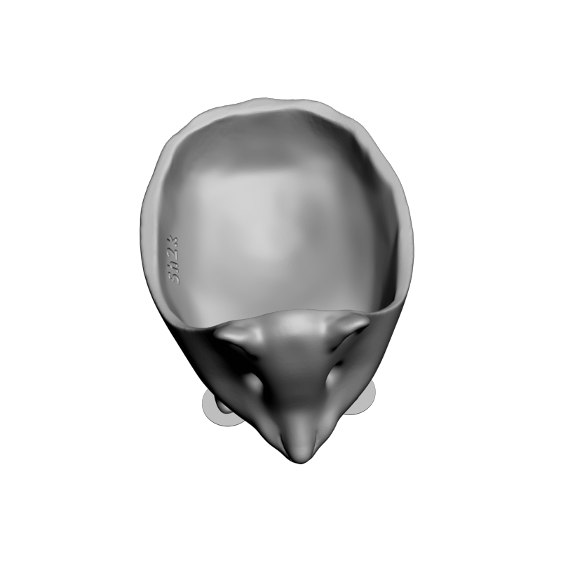 картинка Морская свинка тарелка F1-312 3D-STL.COM