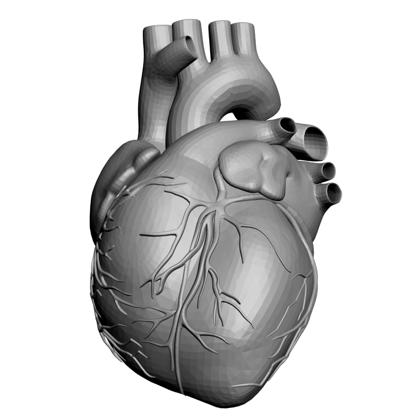 Heart 3d model. Сердце STL. Сердце STL модель. Макет 3д сердца. Модель сердца для 3d принтера.