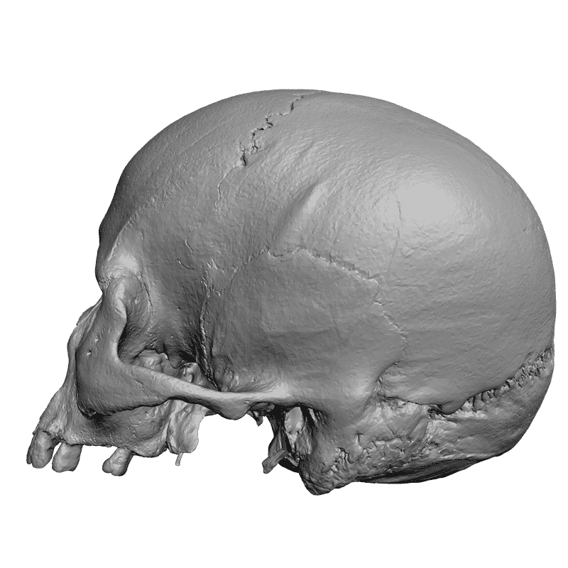 картинка Череп L5-026 3D-STL.COM